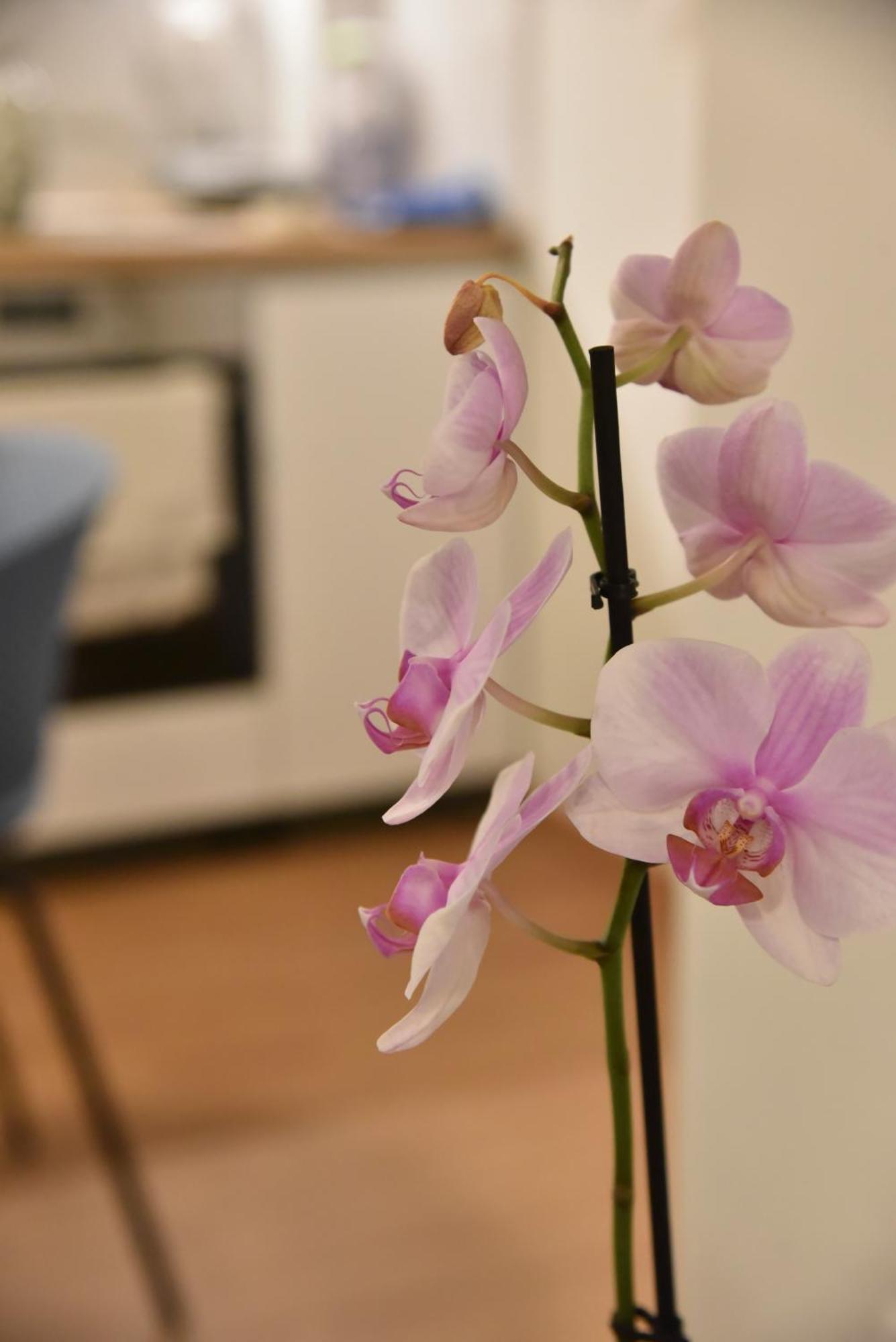 Apartament Ηλιόλουστο Ateny Zewnętrze zdjęcie